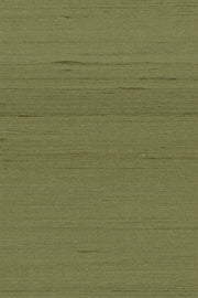 Mandya Olive Mysuru Wallpaper by Arte