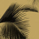Honey Palm Moonlight Wall Panel By Caselio