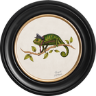 Punk Rocks Cleo on Chalk White Framed Art Prints by Brand McKenzie