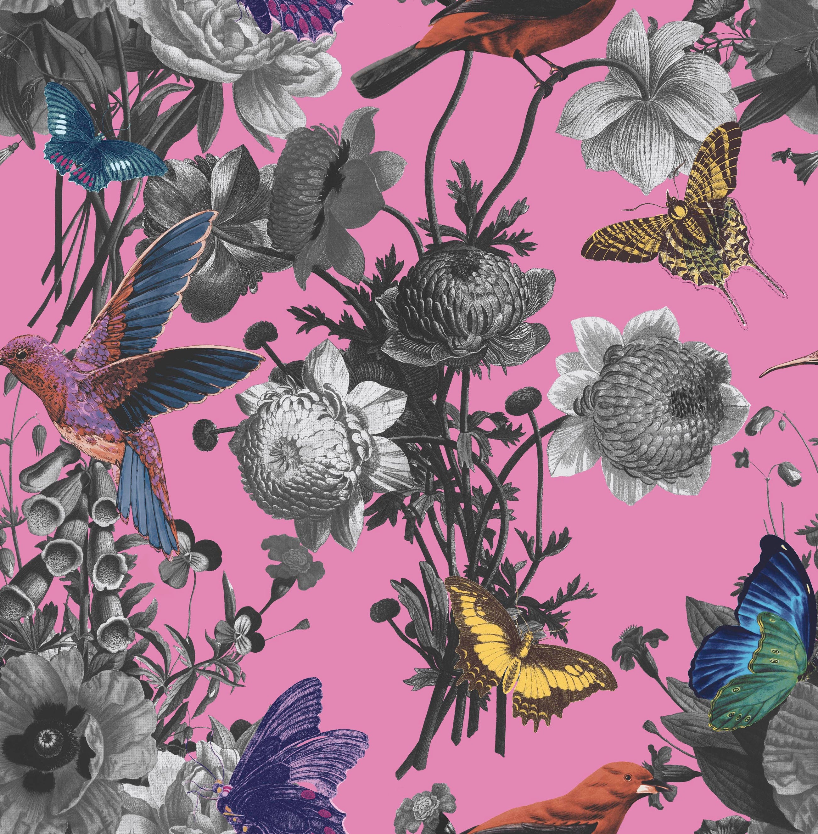 106429 Jardin Magenta Curiosity Wallpaper by Graham and Brown
