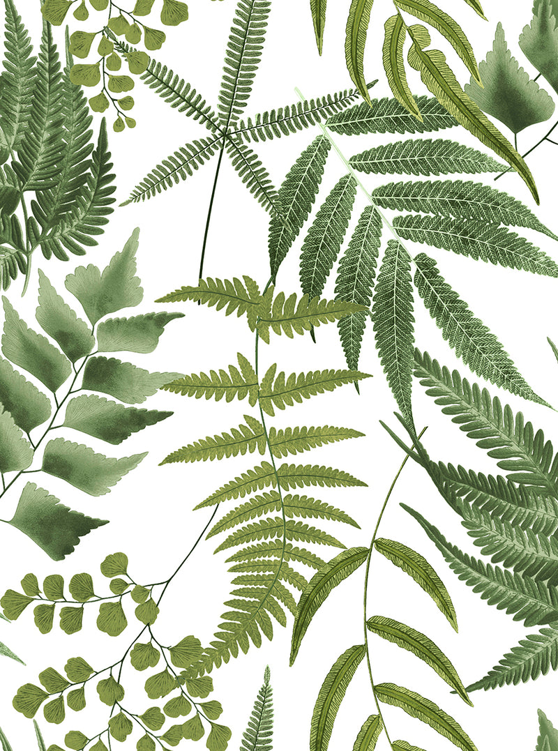 107880 Midsummer Fern Explorer Wallpaper by Graham and Brown