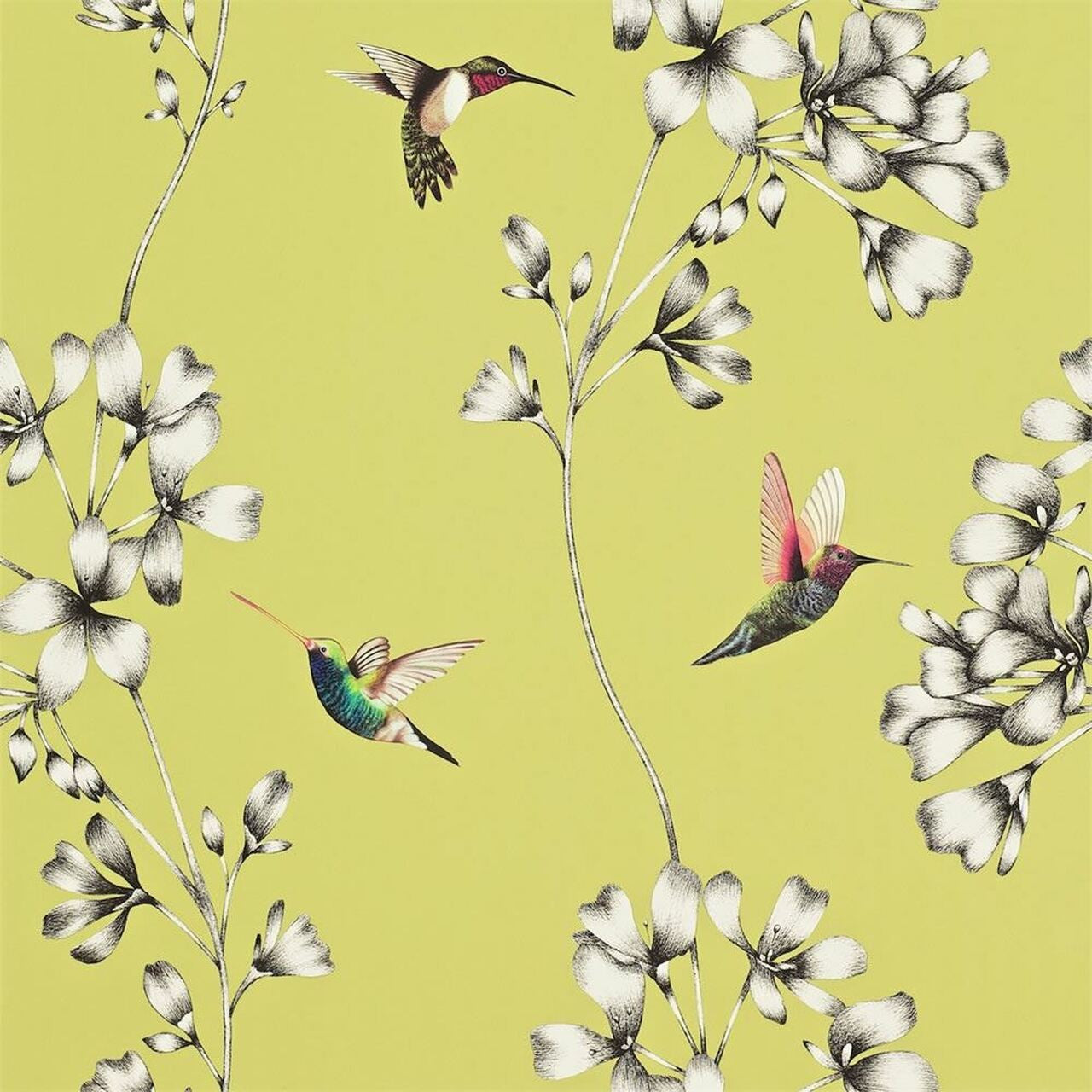 111061 ( HAMA111061 ) Amazilia Wallpaper by Harlequin