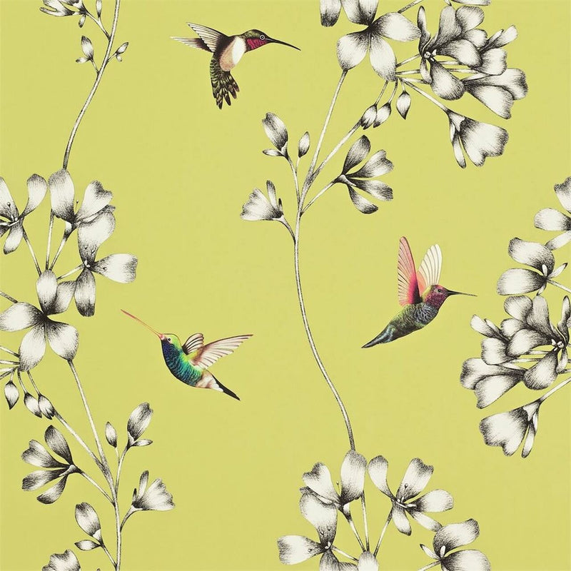 111061 ( HAMA111061 ) Amazilia Wallpaper by Harlequin