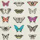 Papilio Amazilia Wallpaper by Harlequin