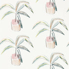 111992 Crassula Zanzibar Wallpaper By Scion