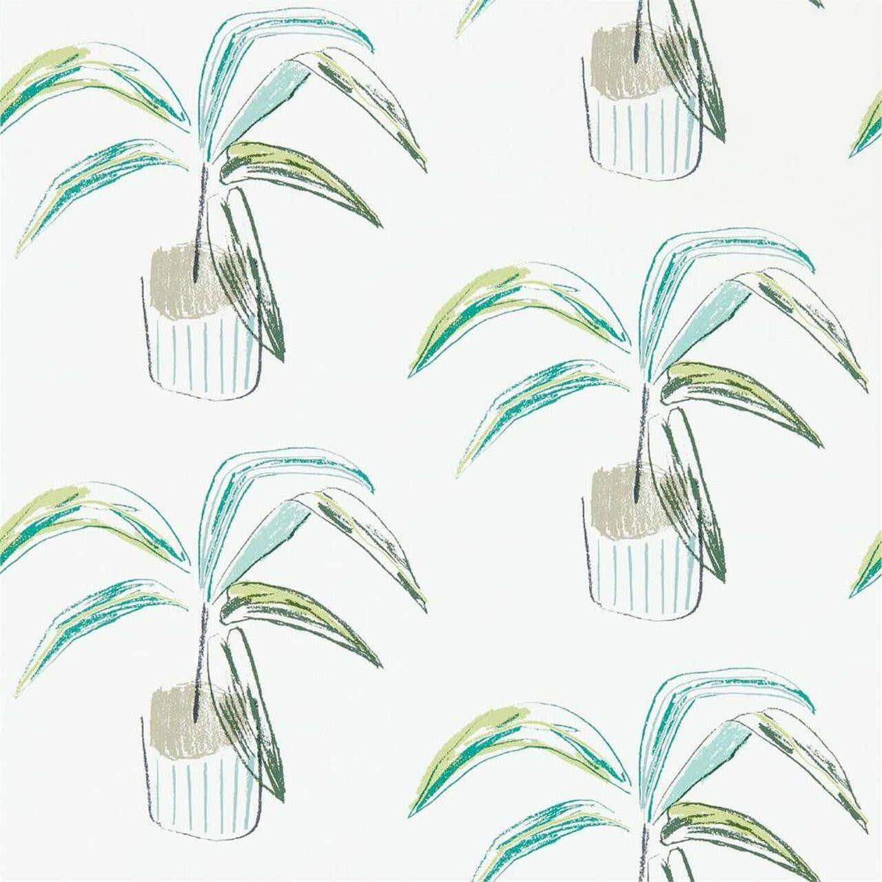 111993 Crassula Zanzibar Wallpaper By Scion