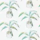 111993 Crassula Zanzibar Wallpaper By Scion