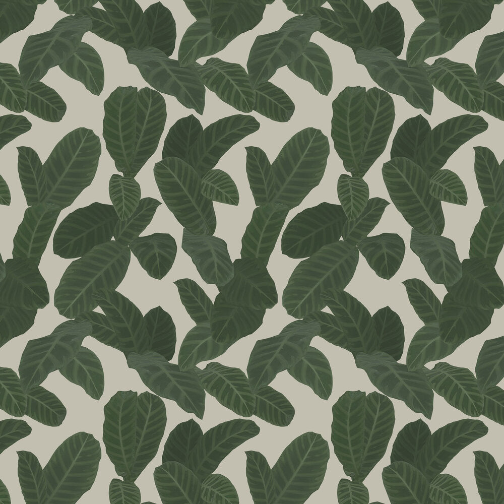 13128 Piner Eden Wallpaper By Ted Baker Galerie