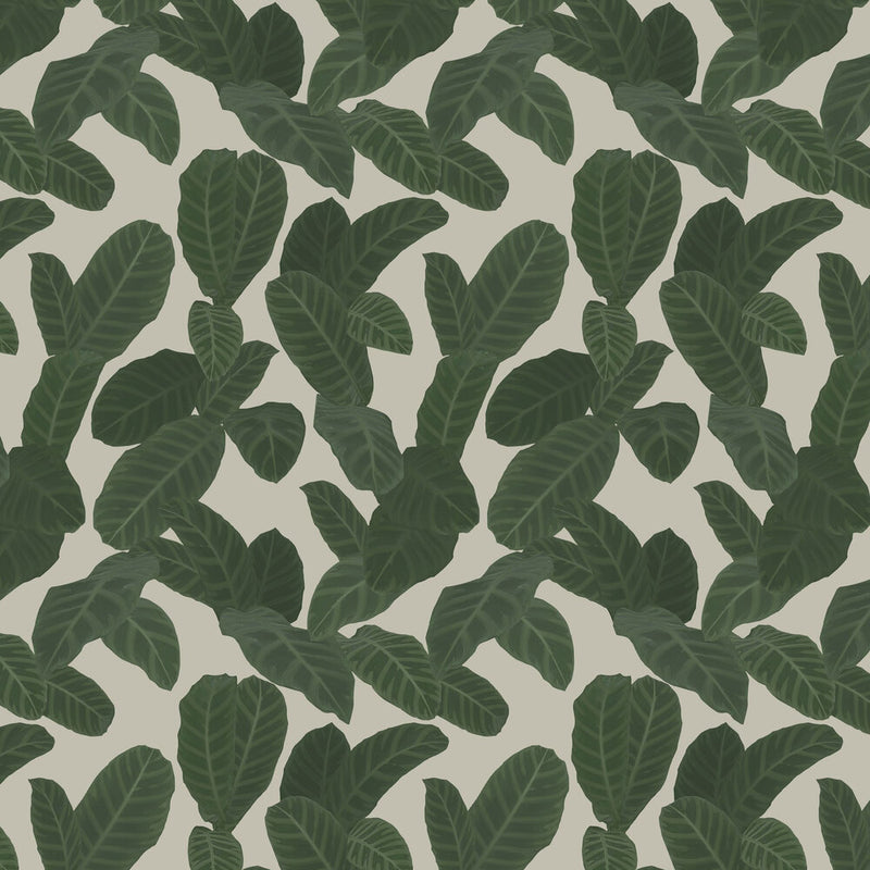 13128 Piner Eden Wallpaper By Ted Baker Galerie