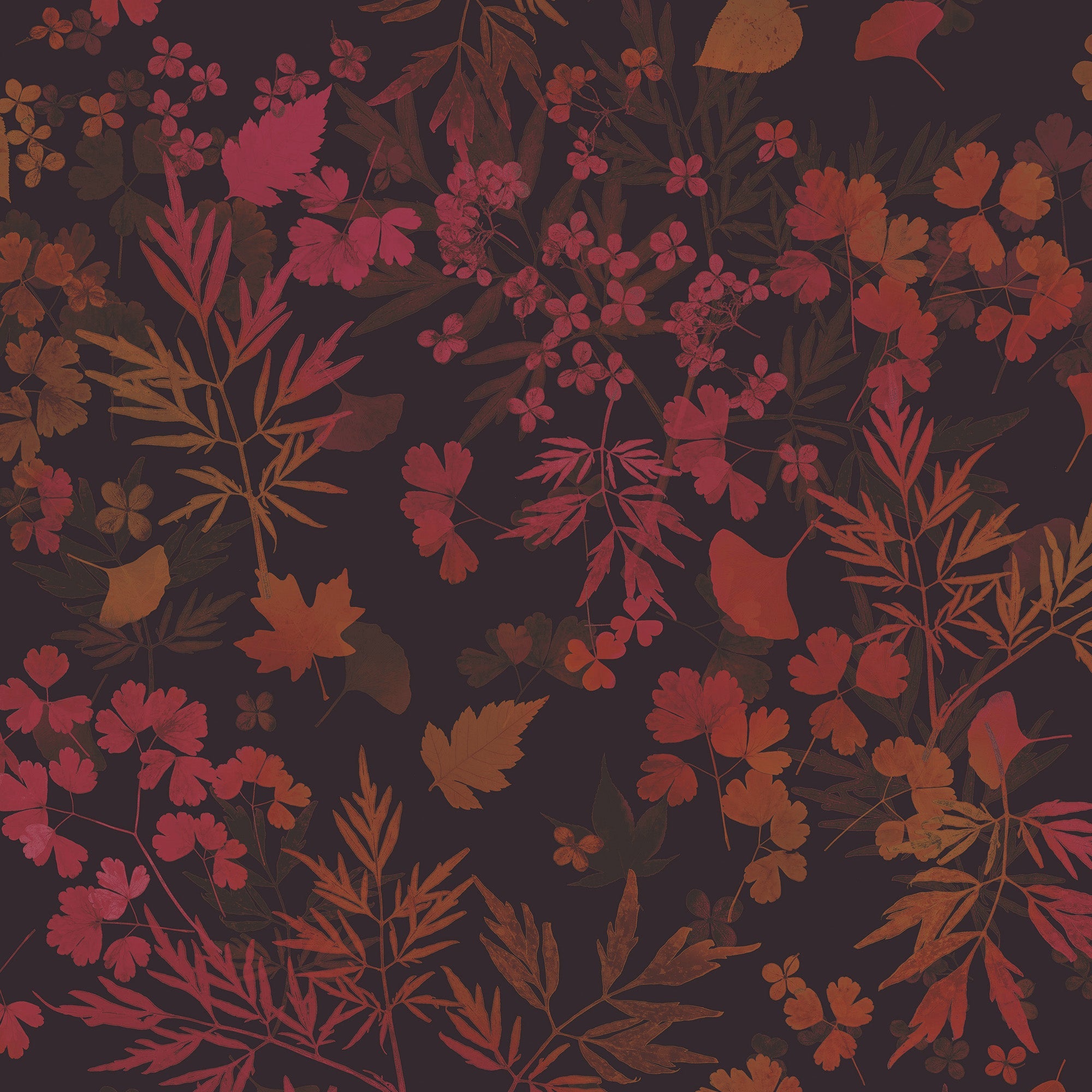 147015 Windfall Spice Clarissa Hulse AW26 Wallpaper by Clarissa Hulse