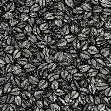 1773 Viola Gråsten Amorina Black & White Wallpaper by Boråstapeter