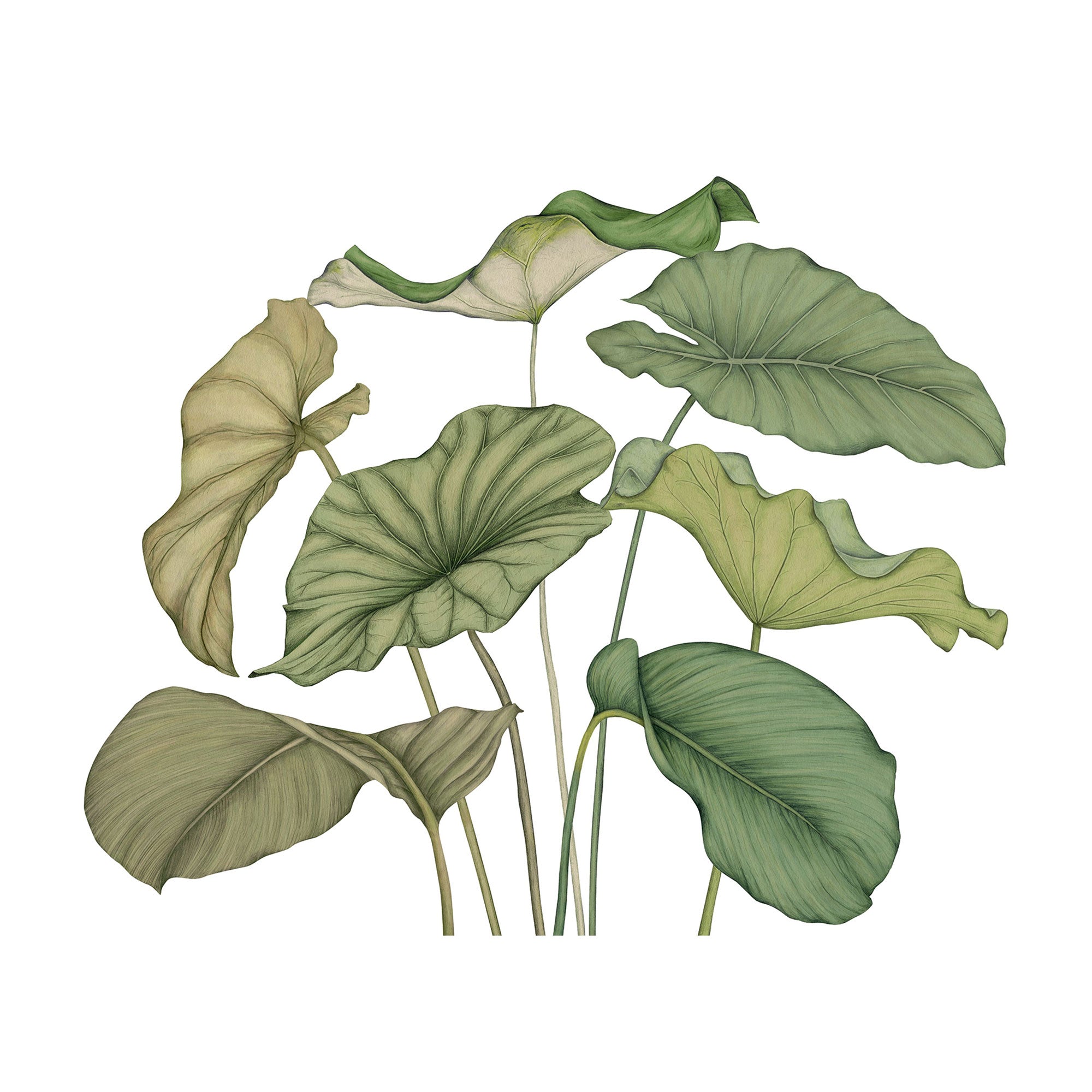 Alocasia Vert Feuillage Wonderwalls 3 Mural by Casadeco (350x250cm)