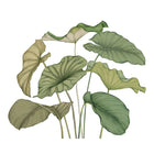 Alocasia Vert Feuillage Wonderwalls 3 Mural by Casadeco (350x280cm)