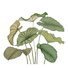Alocasia Vert Feuillage Wonderwalls 3 Mural by Casadeco (350x310cm)