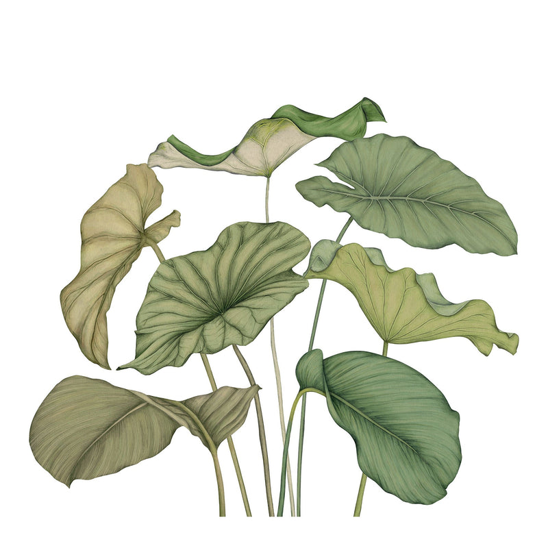 Alocasia Vert Feuillage Wonderwalls 3 Mural by Casadeco (350x310cm)