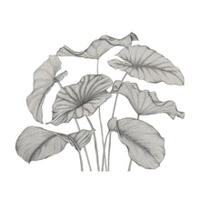 Alocasia Noir Fusain Wonderwalls 3 Mural by Casadeco (350x250cm)