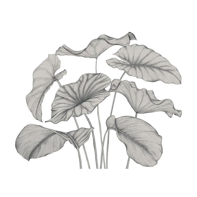 Alocasia Noir Fusain Wonderwalls 3 Mural by Casadeco (350x250cm)