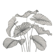 Alocasia Noir Fusain Wonderwalls 3 Mural by Casadeco (350x310cm)