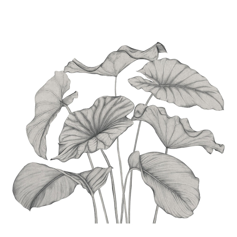Alocasia Noir Fusain Wonderwalls 3 Mural by Casadeco (350x310cm)