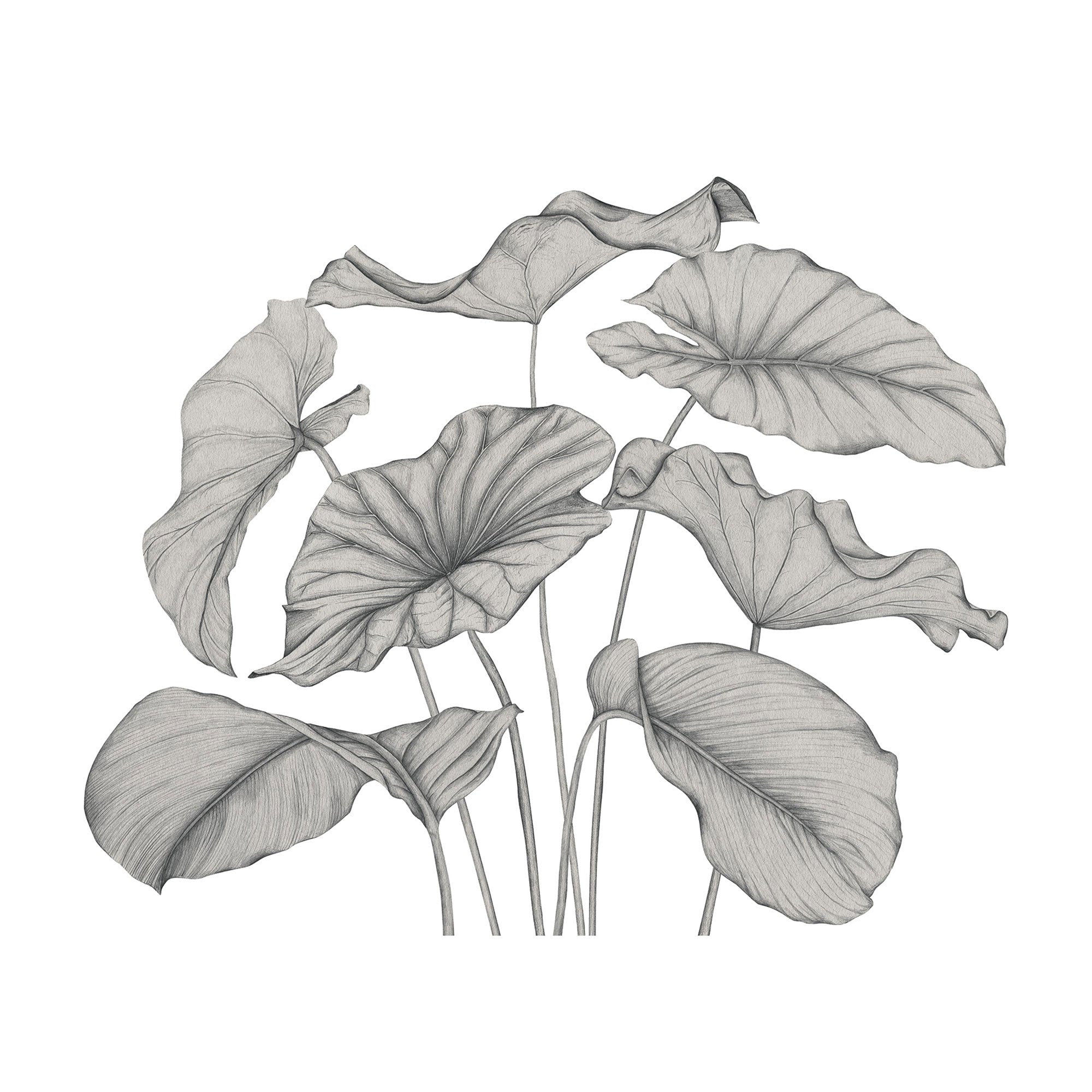 Alocasia Noir Fusain Wonderwalls 3 Mural by Casadeco (350x250cm)