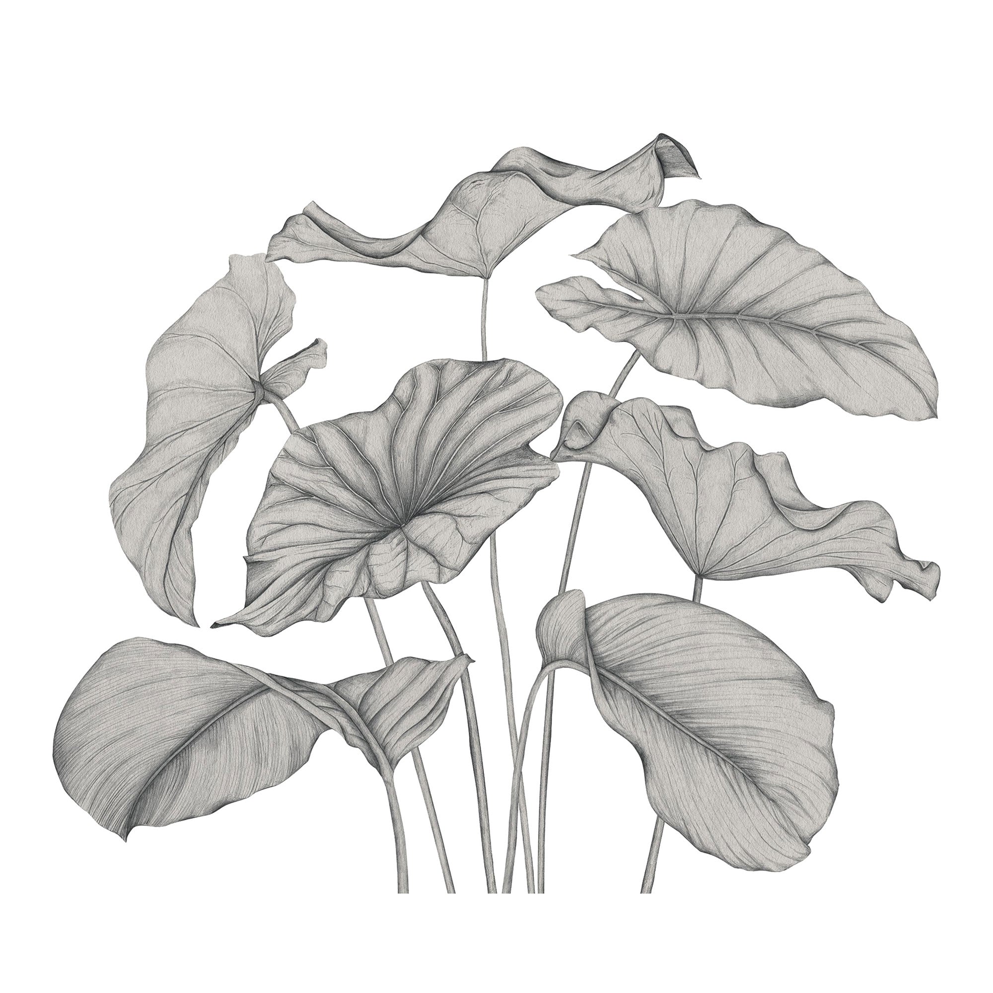 Alocasia Noir Fusain Wonderwalls 3 Mural by Casadeco (350x280cm)