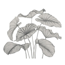 Alocasia Noir Fusain Wonderwalls 3 Mural by Casadeco (350x280cm)
