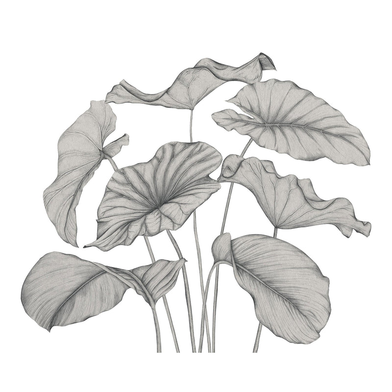 Alocasia Noir Fusain Wonderwalls 3 Mural by Casadeco (350x280cm)