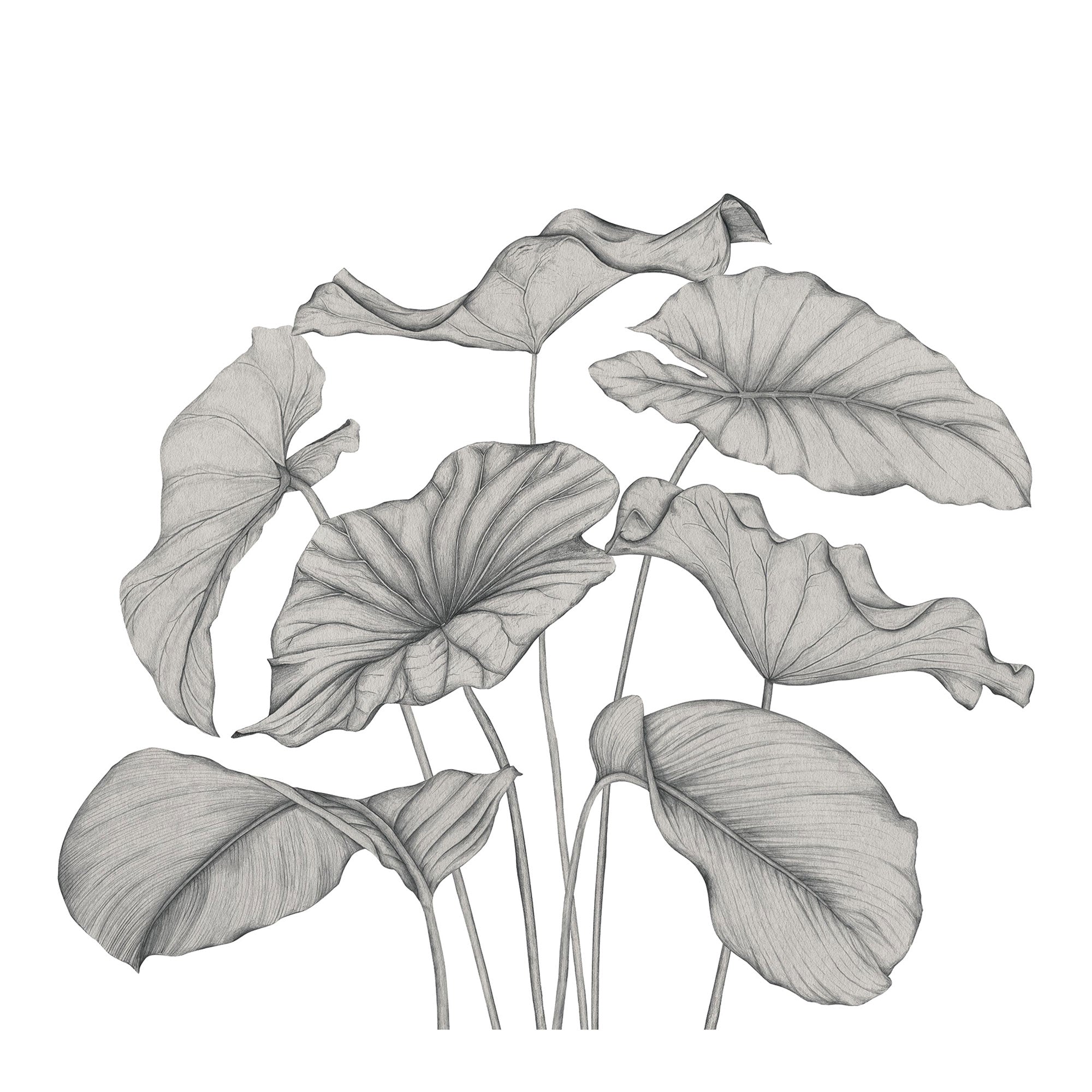 Alocasia Noir Fusain Wonderwalls 3 Mural by Casadeco (350x310cm)