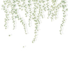 Lierre Suspendu Vert Feuillage Wonderwalls 3 Mural by Casadeco (300x310cm)