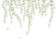Lierre Suspendu Vert Feuillage Wonderwalls 3 Mural by Casadeco (300x310cm)