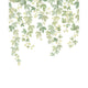 Fruit Du Houblon Vert Feuillage Wonderwalls 3 Mural by Casadeco (200x250cm)
