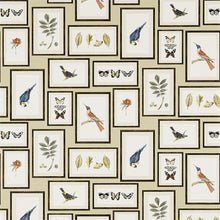 213399 ( DVOY213399 ) Picture Gallery Voyage of Discovery Wallpaper by Sanderson