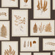 Fern Gallery Woodland Walk Wallpaper by Sanderson
