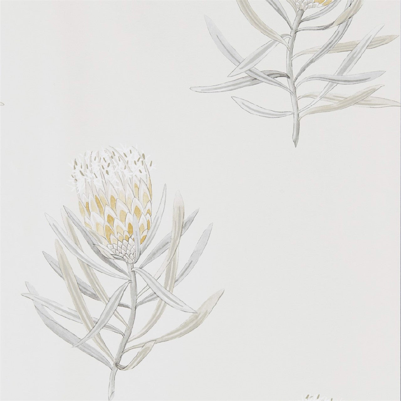 216328 Protea Flower Art Of The Garden Wallpaper By Sanderson