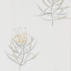 216328 Protea Flower Art Of The Garden Wallpaper By Sanderson