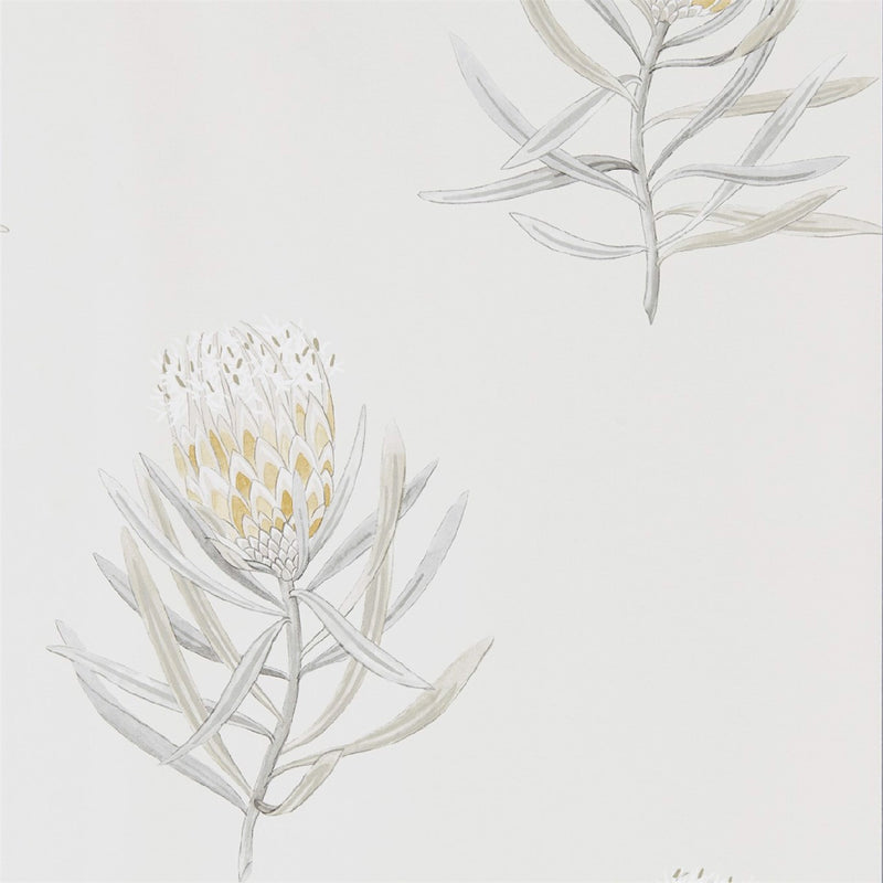 216328 Protea Flower Art Of The Garden Wallpaper By Sanderson