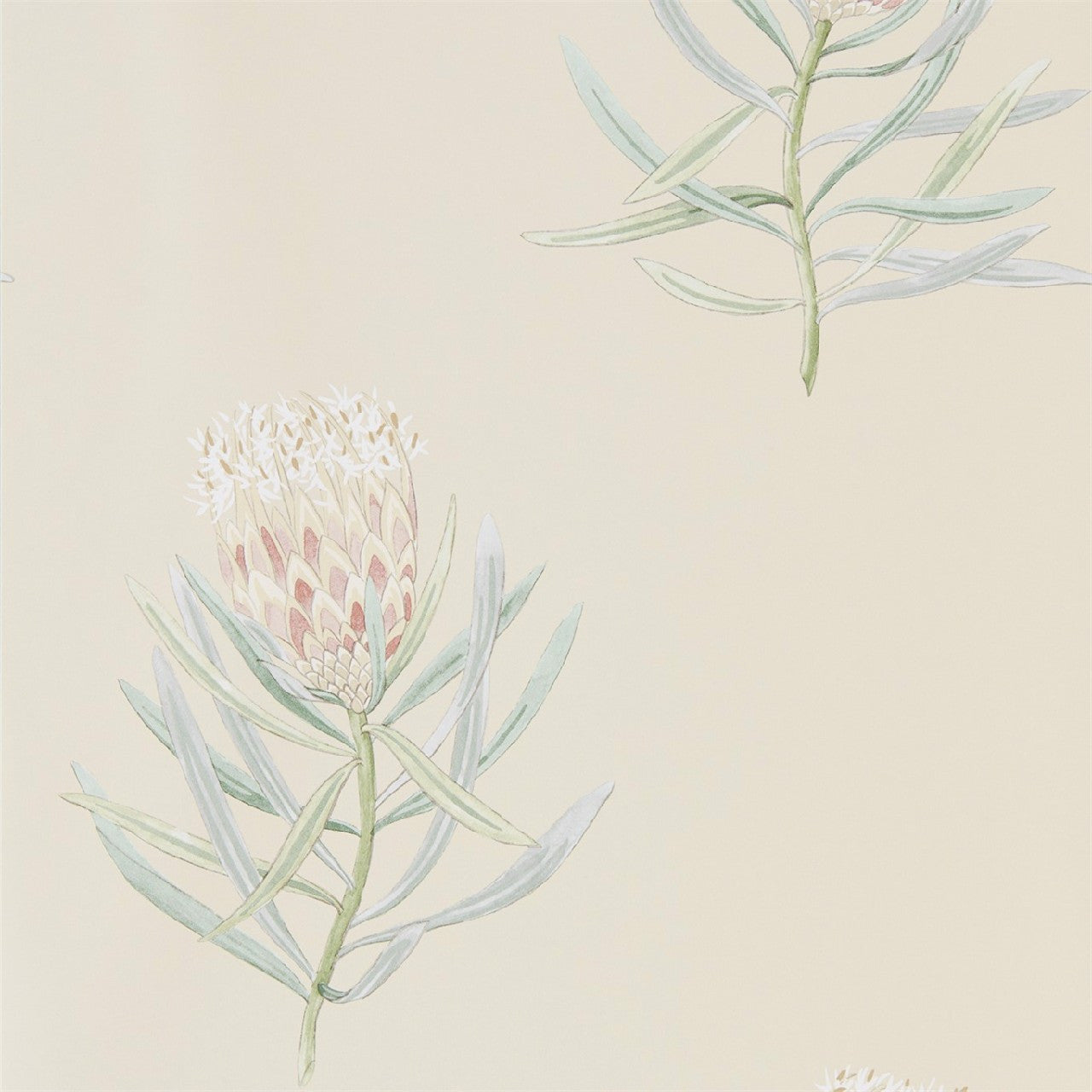 216329 Protea Flower Art Of The Garden Wallpaper By Sanderson