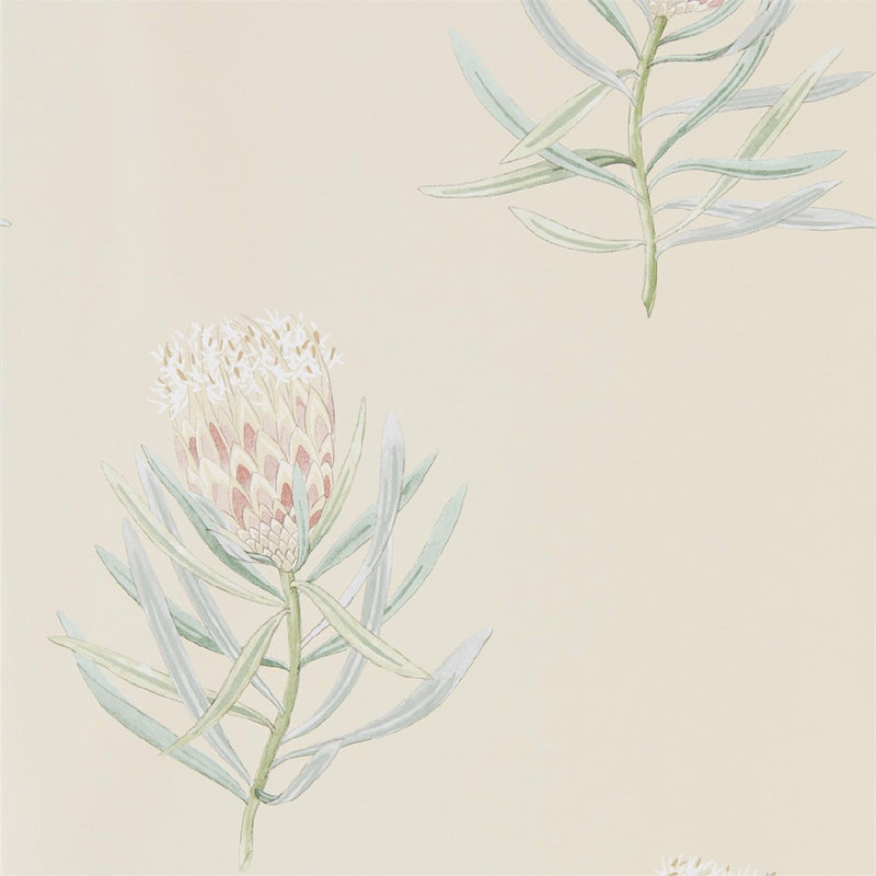 216329 Protea Flower Art Of The Garden Wallpaper By Sanderson