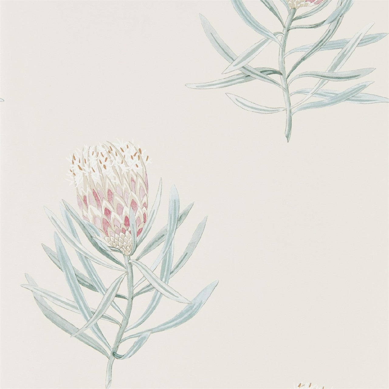 216330 Protea Flower Art Of The Garden Wallpaper By Sanderson