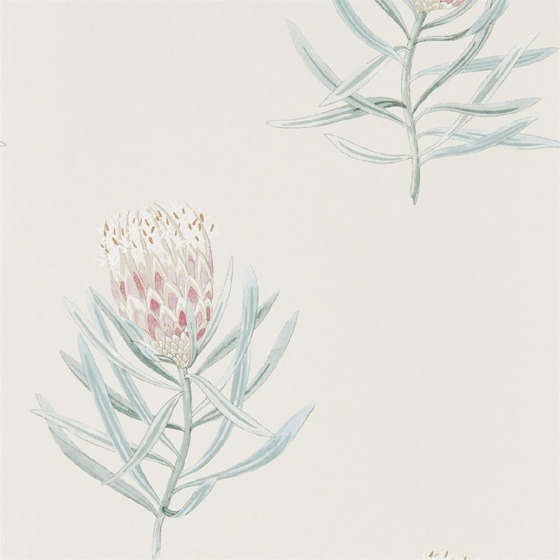 216330 Protea Flower Art Of The Garden Wallpaper By Sanderson