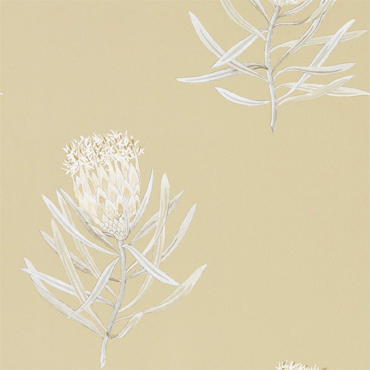 216331 Protea Flower Art Of The Garden Wallpaper By Sanderson