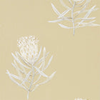216331 Protea Flower Art Of The Garden Wallpaper By Sanderson