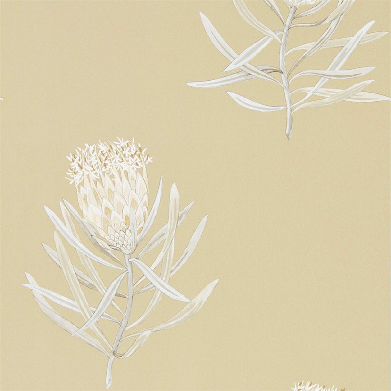 216331 Protea Flower Art Of The Garden Wallpaper By Sanderson