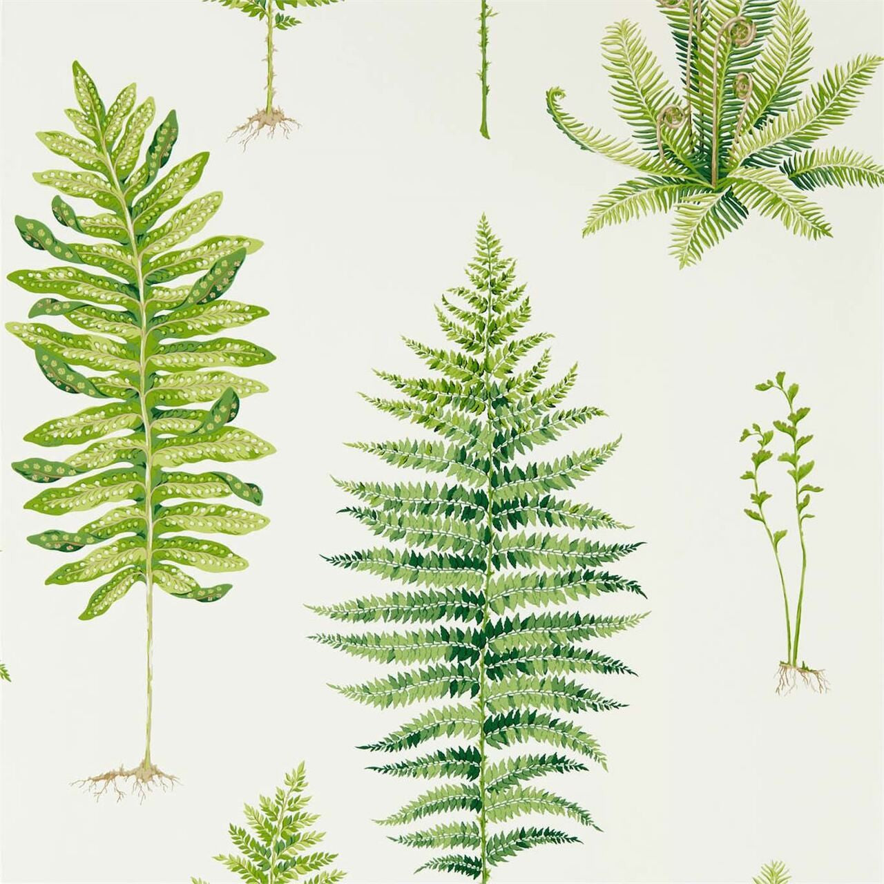 216633 Fernery Glasshouse Wallpaper By Sanderson