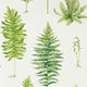 Fernery Glasshouse Wallpaper By Sanderson