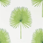 216636 Fan Palm Glasshouse Wallpaper By Sanderson
