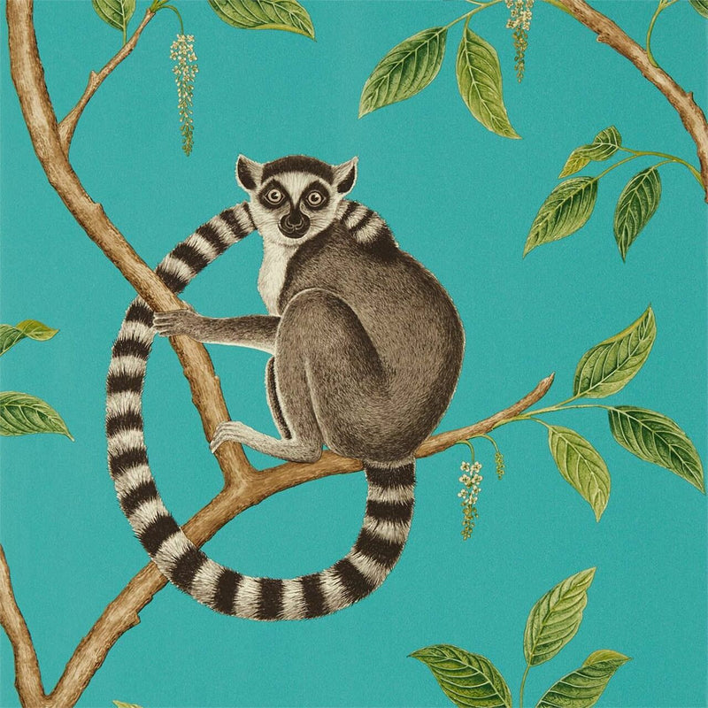 216663 Ringtailed Lemur Glasshouse Wallpaper By Sanderson