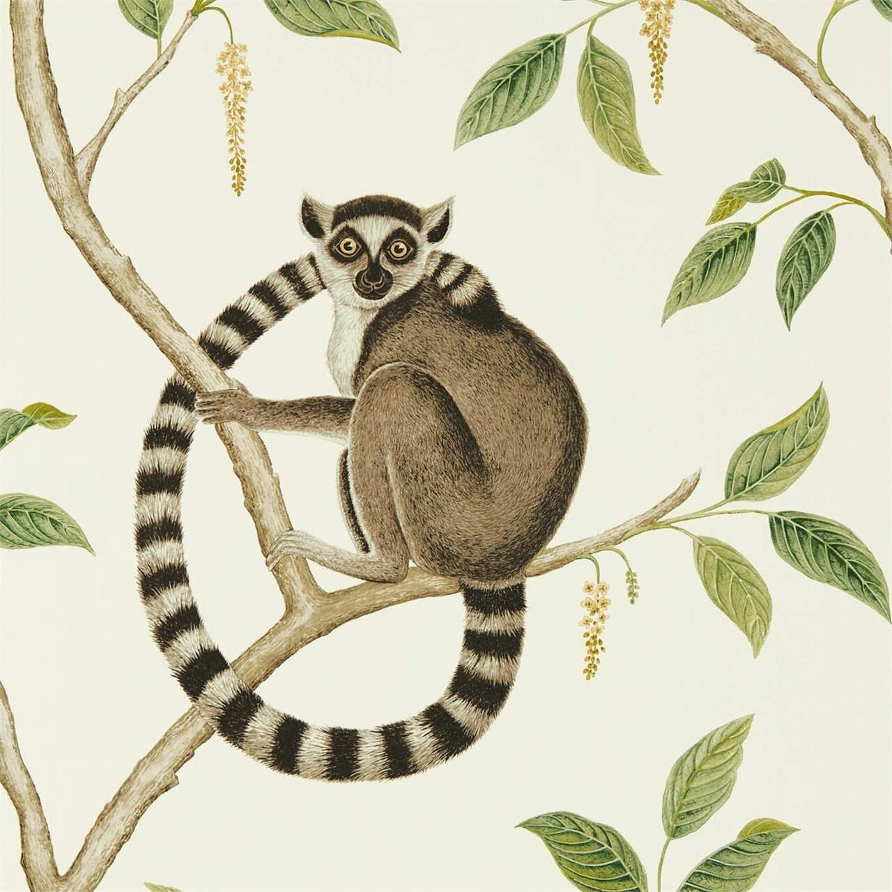 216664 Ringtailed Lemur Glasshouse Wallpaper By Sanderson