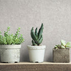 34518 Plaster Kumano Wallpaper By Galerie