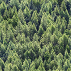 45730 The Woods and Wicker Green Wallpaper By Galerie